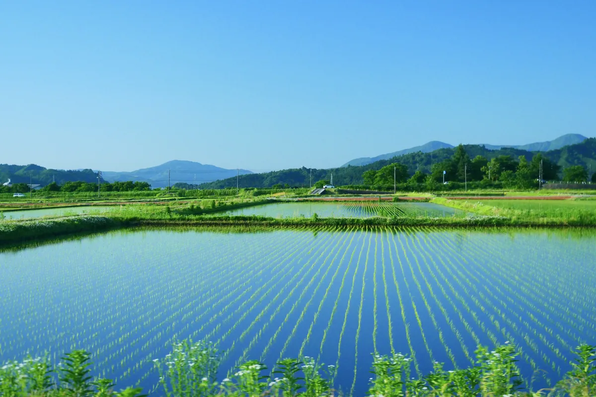 水を張った田に空が映り込んでいる様子