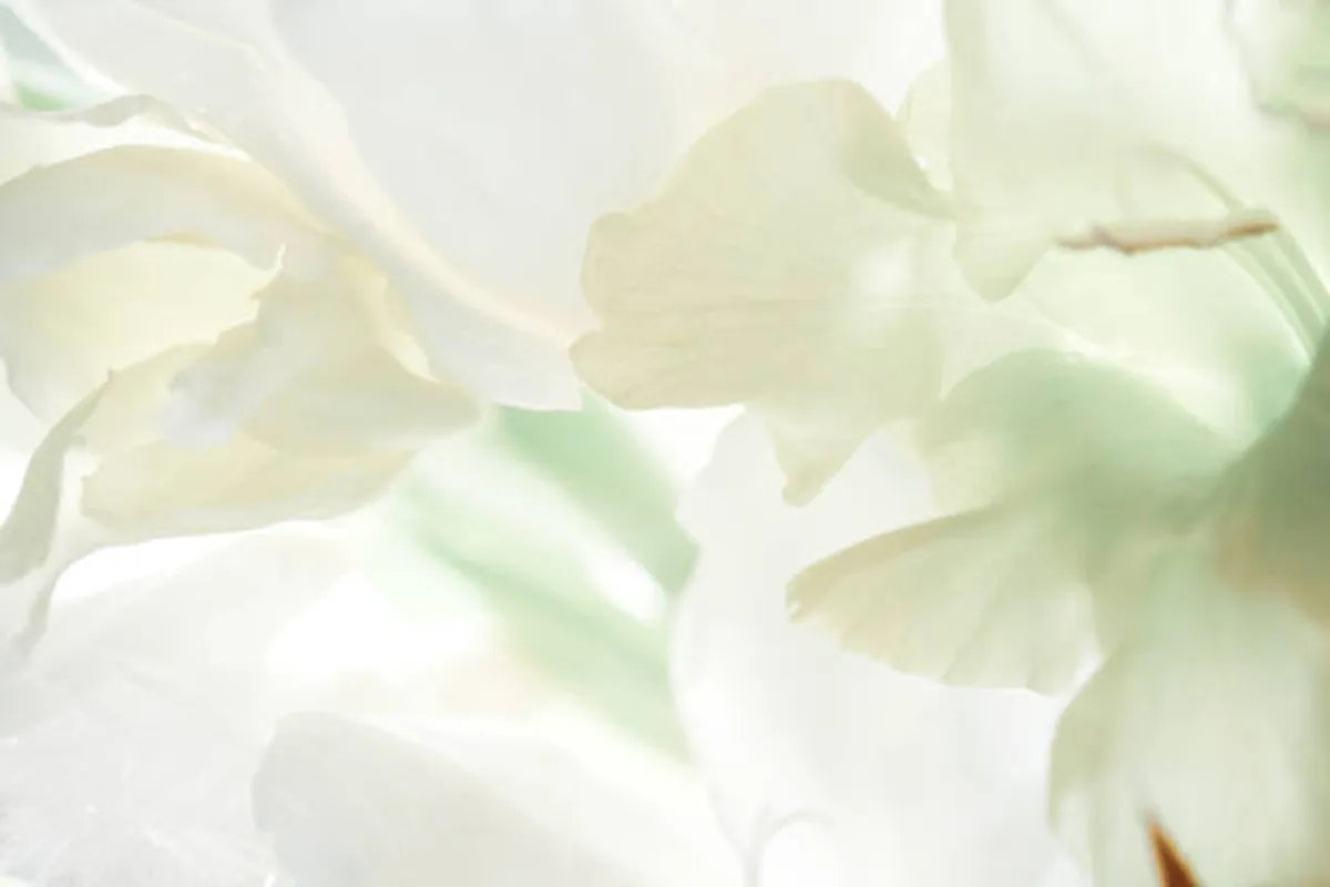 白と緑の花のソフトフォーカス